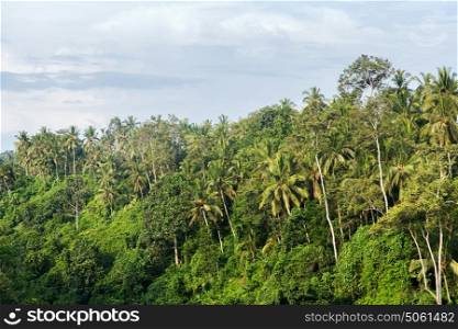 nature and flora concept - forest landscape on sri lanka. forest landscape on sri lanka