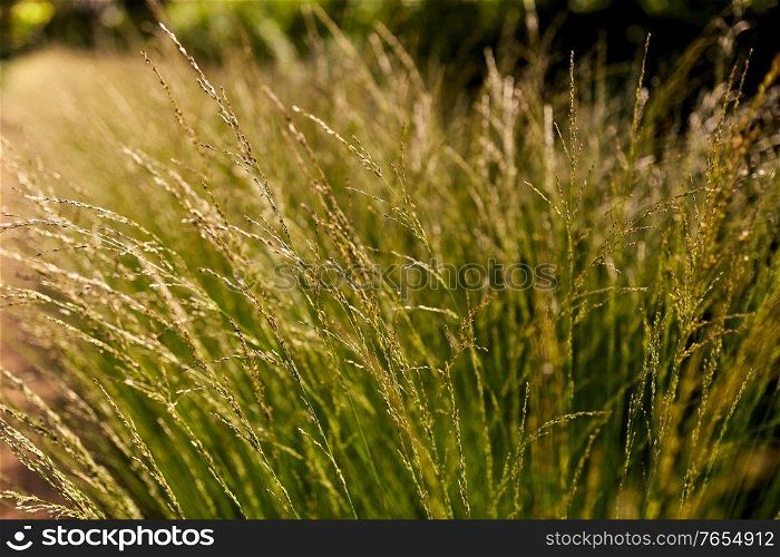 nature and flora concept - sunny summer field with grass or herbs. sunny summer field with grass or herbs