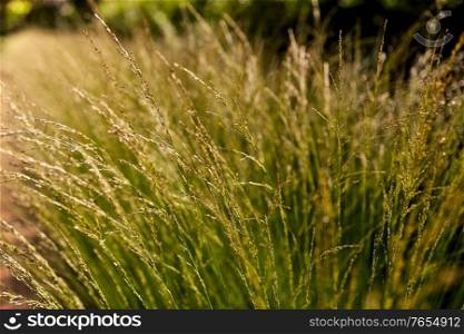 nature and flora concept - sunny summer field with grass or herbs. sunny summer field with grass or herbs