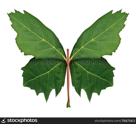 Nature and hope as a symbol of growth and development with a front view green maple leaf shaped as the open wings of a butterfly as a metaphor for learning discovery and imagination isolated on a white background.
