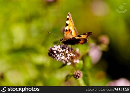 nature and insects concept - small tortoiseshell butterfly in summer garden. small tortoiseshell butterfly in summer garden