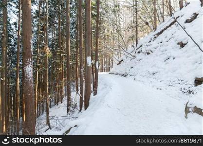 nature and landscape concept - snow path winter forest in japan. snow path in winter forest, japan