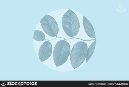 nature and organic concept - faded leaves over blue background. faded leaves over blue background