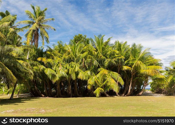 nature and summer concept - palm trees on tropical island. palm trees on tropical island