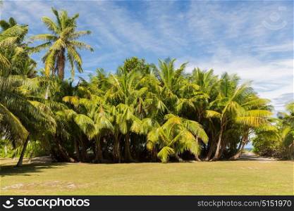 nature and summer concept - palm trees on tropical island. palm trees on tropical island