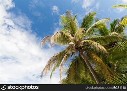 nature and summer concept - palm trees over blue sky. palm trees over blue sky
