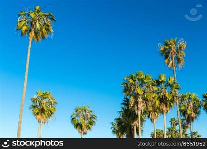 nature and summer holidays concept - palm trees over blue sky at venice beach, california. palm trees over sky at venice beach, california