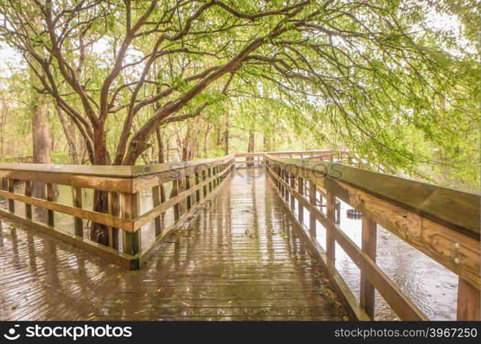 nature at morrison springs florida