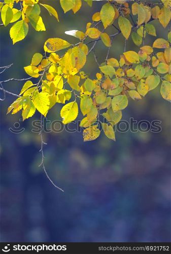 Nature autumn background with yellow leaves