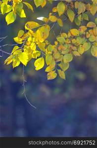 Nature autumn background with yellow leaves