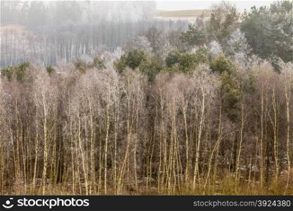 Nature autumn or winter landscape. Countryside view frosty hilly fields with trees overcast foggy day