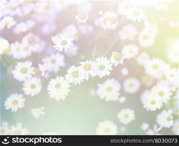 Nature background. Chamomile in grass. Soft focus.
