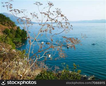 Nature background - Close up of dried plant ad water of Lake Ochrid in Macedonia. Travel and nature concept.. Dried plant and Lake Ochrid