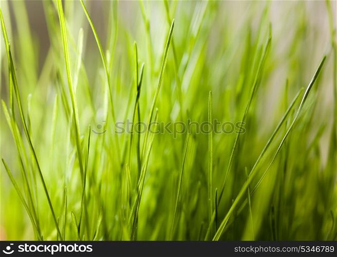 nature background - green fresh grass in the pot indoors - healthy eating, nutrition concept