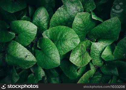 Nature background. green leaves. abstract green leaf