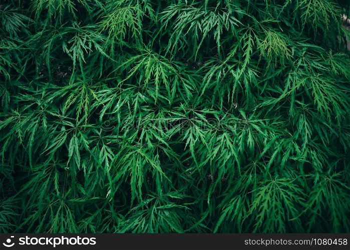 Nature background. green leaves. abstract green leaf