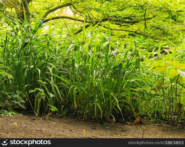 Nature background. Green plants grass in park or garden outdoor. Natural landscape.