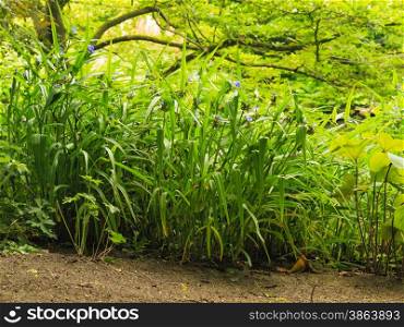 Nature background. Green plants grass in park or garden outdoor. Natural landscape.