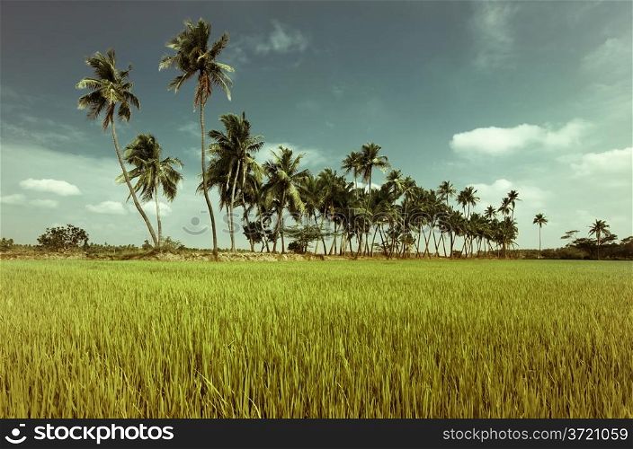 Nature background. Green texture of rice field with coconut palm trees over tropical sky. Image in vintage style. South India. Tamil Nadu