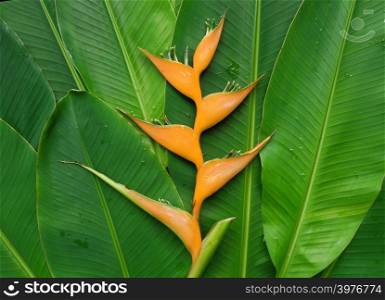 Nature background. Heliconia floweron tropical green leaves.