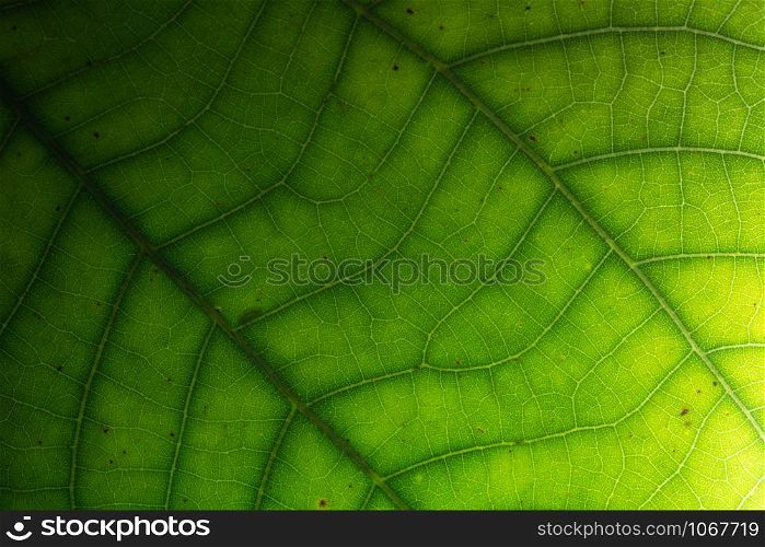 Nature background leaves