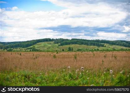 nature background. nature background with fresh grass and sky