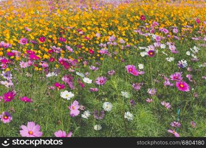 nature background of beautiful pink and orange cosmos flower field