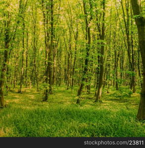 Nature background of green forest