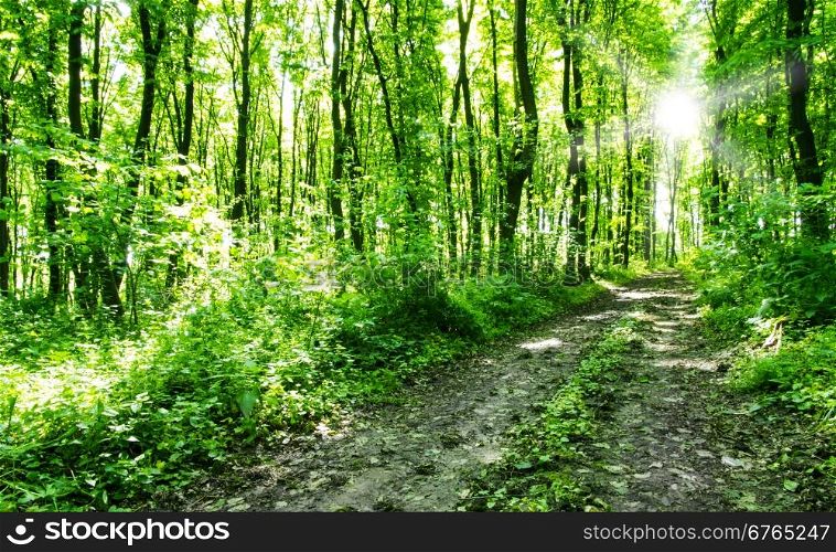 Nature background of green forest