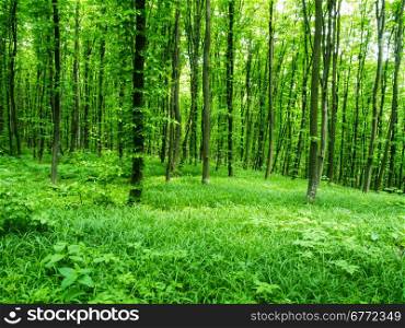 Nature background of green forest