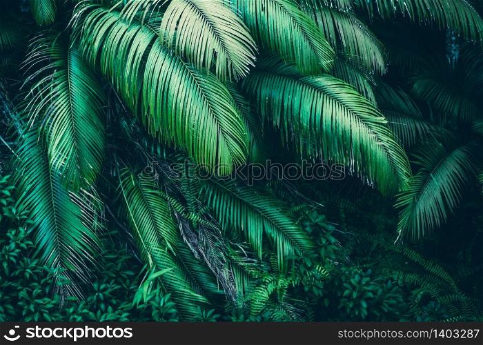 nature background of green forest, tropical forest in green filter