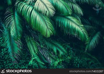 nature background of green forest, tropical forest in green filter