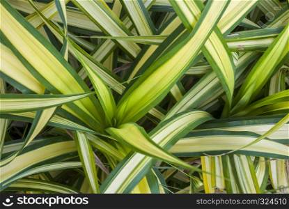 Nature background of plant, Chlorophytum comosum, spider plant