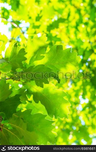 Nature background or texture of green leaves. Summer tree closeup.. Nature background or texture of green leaves.