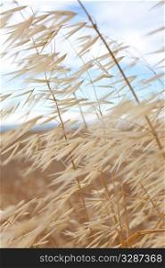 Nature background shot of golden dry grass blowing in the wind with a pastel blue sky behind