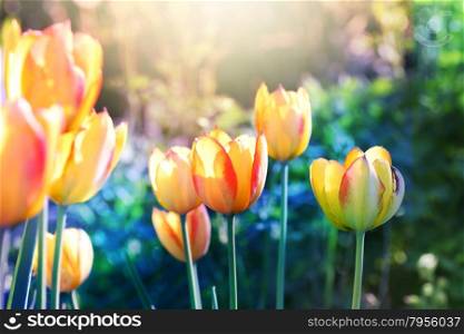 Nature background. Soft focus tulips flower in bloom.