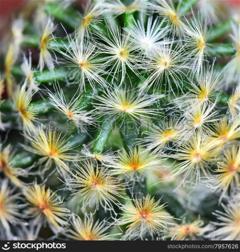 Nature background texture, green abstract cactus succulent plant, selective focus
