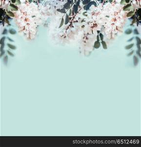 Nature background with beautiful acacia blossom, front view