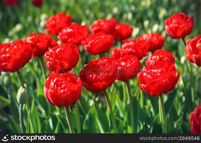 Nature background with beautiful bright red tulips