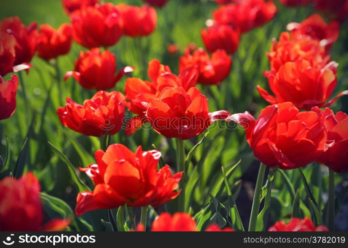 Nature background with beautiful bright red tulips