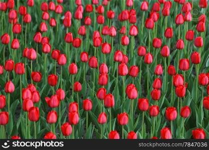 Nature background with beautiful red tulips