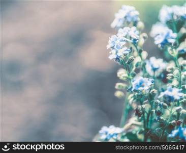 Nature background with blue forget-me-not flower, floral border