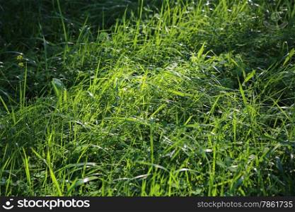 Nature background with fresh green grass and sunlight
