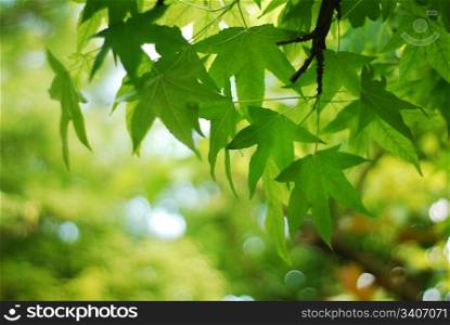 Nature background with leaves on tree shallow depth of field