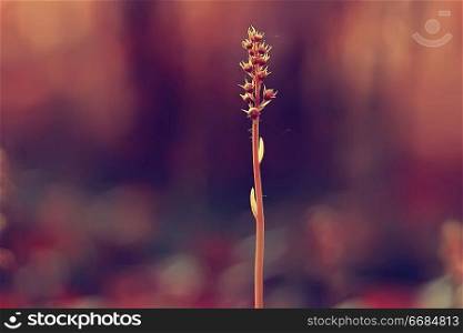 nature beauty flowers / background flowers vintage toning, beautiful nature photo macro