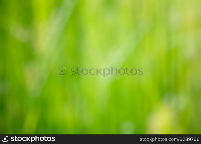 Nature blurred defocused background of green grass