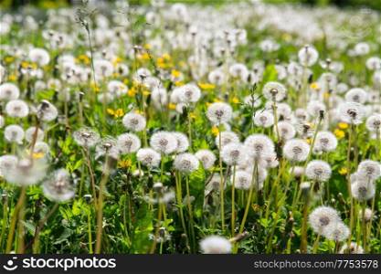 nature, botany and flora concept - beautiful dandelion flowers blooming on summer field. dandelion flowers blooming on summer field
