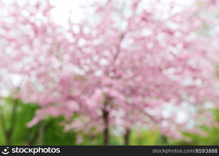 nature, botany and flora concept - blurred blooming cherry tree with blossoms in spring garden or park. blurred cherry tree with blossoms in spring park