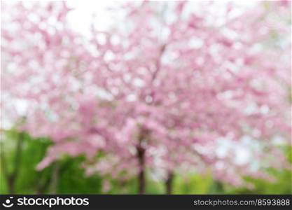 nature, botany and flora concept - blurred blooming cherry tree with blossoms in spring garden or park. blurred cherry tree with blossoms in spring park