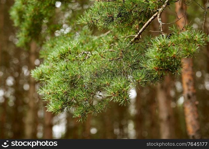 nature, botany and flora concept - branch of pine tree in coniferous forest. branch of pine tree in coniferous forest
